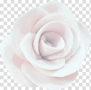 white rose flower illustratio n transparent background PNG clipart