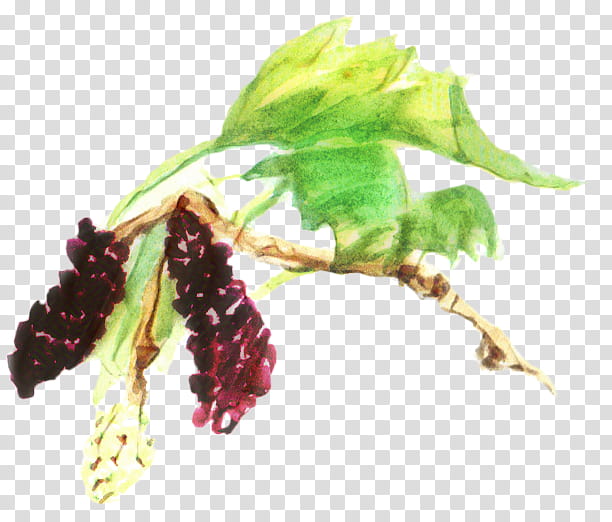 Black Tree, Red Mulberry, Food, Black Mulberry, Fruit, Creative Commons, Berries, Leaf transparent background PNG clipart