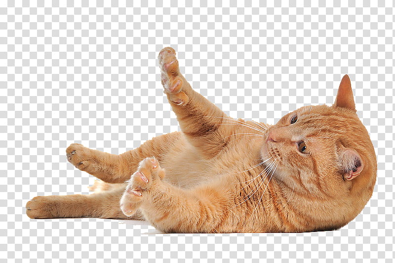 cat, orange tabby cat transparent background PNG clipart