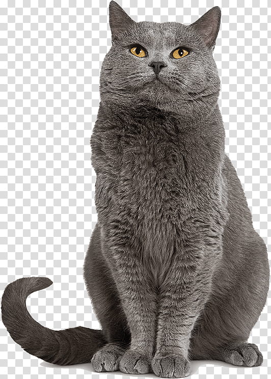 Dog And Cat, Chartreux, Kitten, Puppy, Cat Food, Pet, Cat Breed, Breeder transparent background PNG clipart