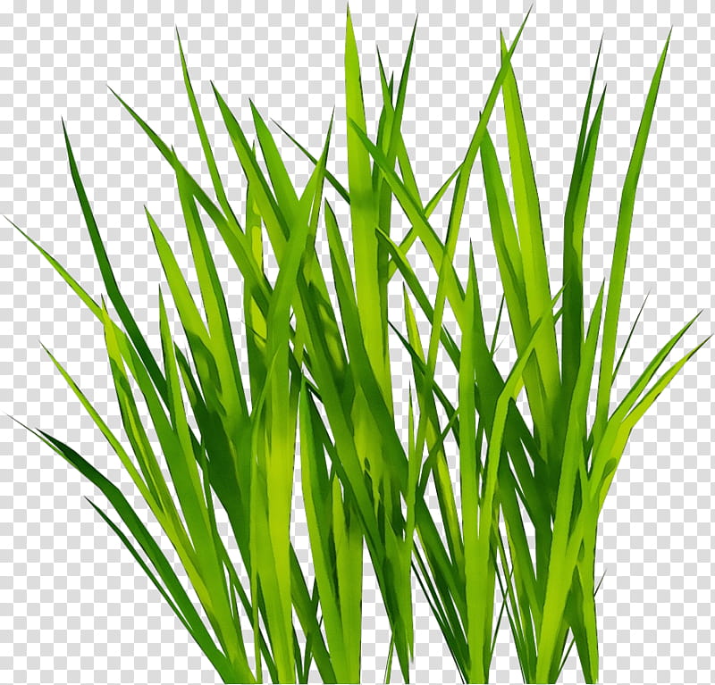 grass plant green grass family chives, Watercolor, Paint, Wet Ink, Flowering Plant, Herb, Leaf, Wheatgrass transparent background PNG clipart