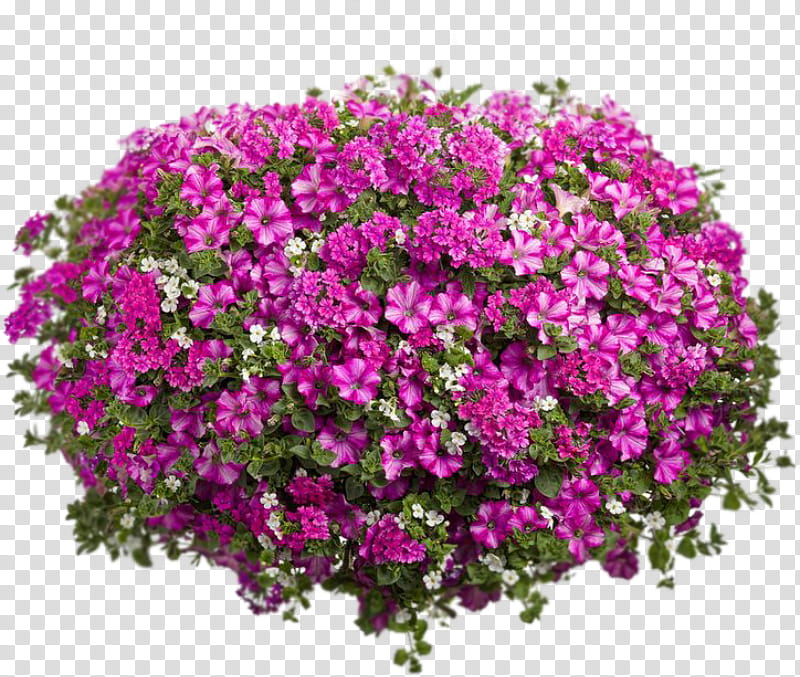 Pink Flower, Rhapis Excelsa, Houseplant, Basket, Petunia, Plants, Aubrieta, Vervain transparent background PNG clipart