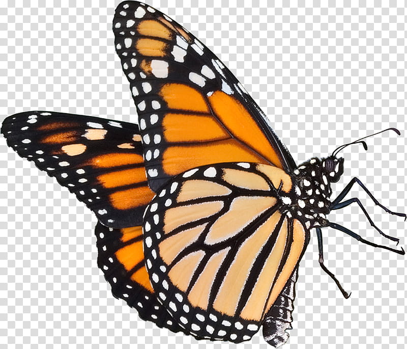 Spring, brown monarch butterfly transparent background PNG clipart