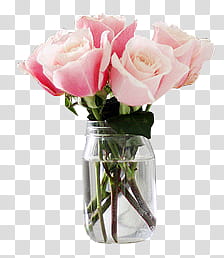 Pink, pink rose flowers in clear glass vase transparent background PNG clipart