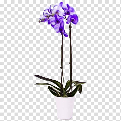 Flowers, Orchids, Moth Orchids, Singapore Orchid, Plants, Cut Flowers, Cattleya Orchids, Dendrobium transparent background PNG clipart