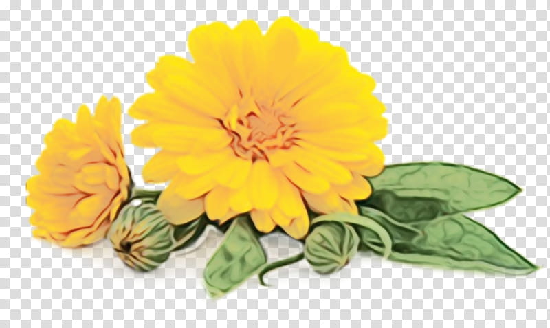 flower english marigold yellow plant flowering plant, Watercolor, Paint, Wet Ink, Calendula, Petal, Gerbera, Zinnia transparent background PNG clipart