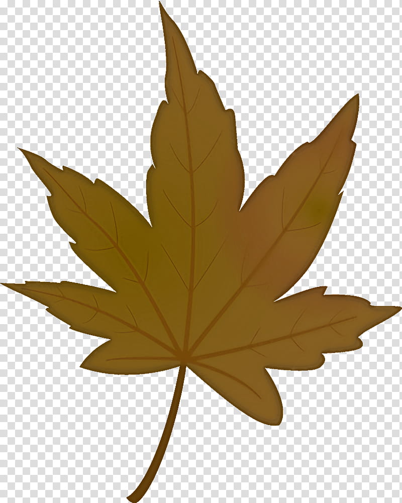 maple leaf autumn leaf yellow leaf, Tree, Plant, Woody Plant, Plane, Black Maple, Brown, Sweet Gum transparent background PNG clipart