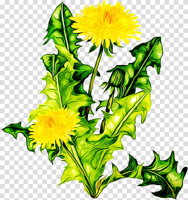 sunflower, Yellow, Plant, Cut Flowers, Dandelion transparent background PNG clipart