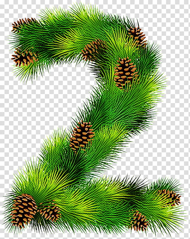 white pine yellow fir shortleaf black spruce tree canadian fir, Oregon Pine, Sugar Pine, Lodgepole Pine, Jack Pine, Red Pine transparent background PNG clipart