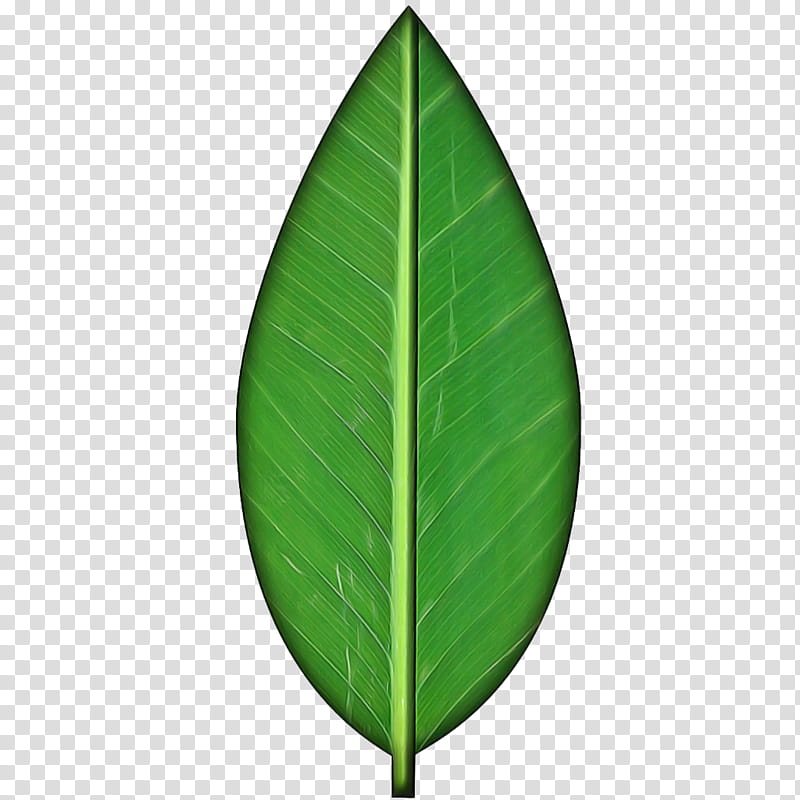 Banana Leaf, Green, Plant, Flower, Tree transparent background PNG clipart