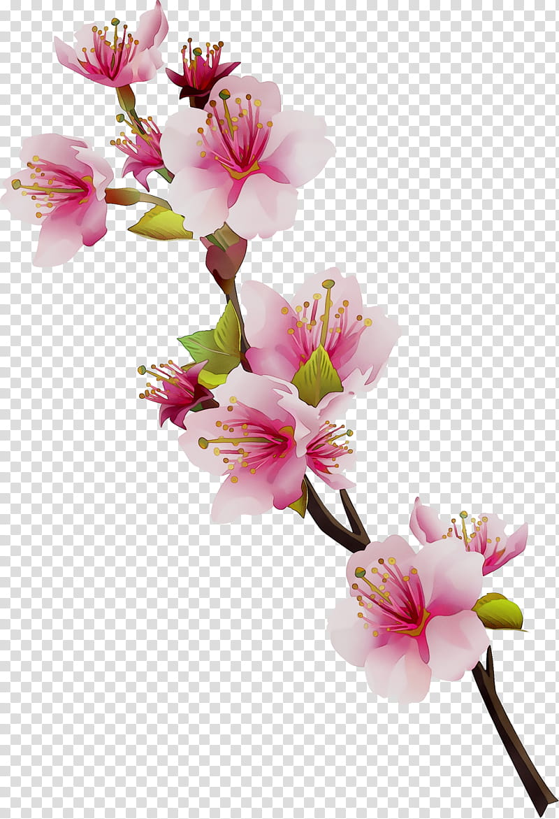 Cherry Blossom, Lily Of The Incas, Cut Flowers, Stau150 Minvuncnr Ad, Petal, Pink M, Cherries, Plant transparent background PNG clipart