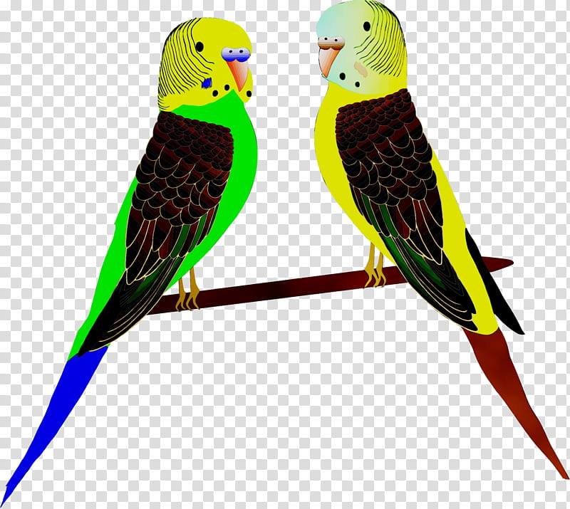 Bird Parrot, Macaw, Parakeet, Feather, Beak, Pet, Budgie, Lorikeet transparent background PNG clipart
