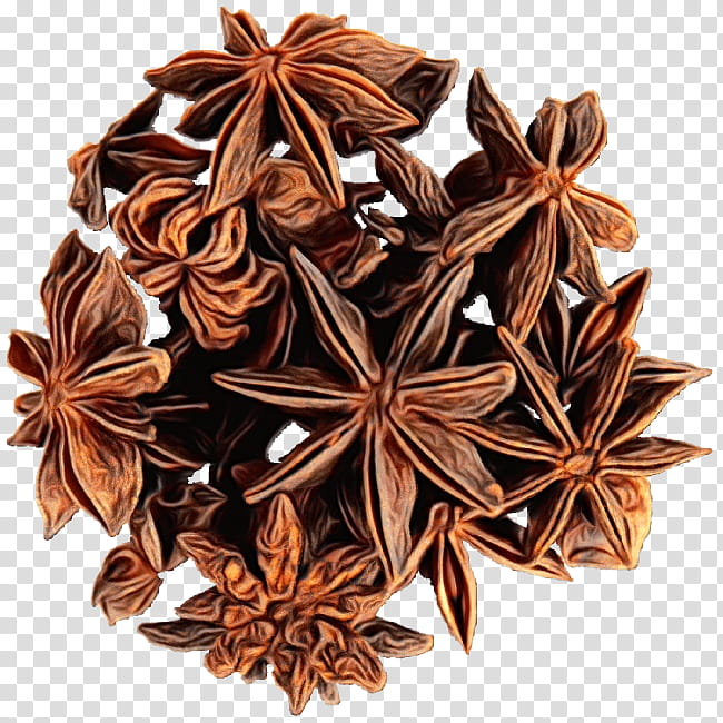 Watercolor Flower, Paint, Wet Ink, Masala Chai, Anise, Star Anise, Spice, Dianhong transparent background PNG clipart
