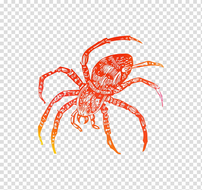 Cartoon Spider, Crab, Decapods, Insect, Line, Orange Sa, Arachnid, Orbweaver Spider transparent background PNG clipart