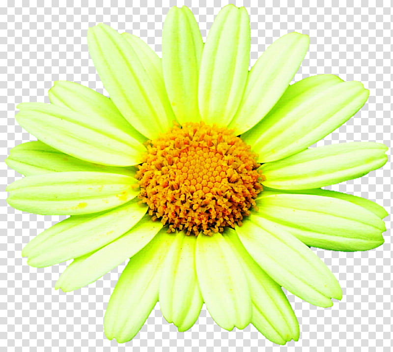 Lime Green Daisy transparent background PNG clipart