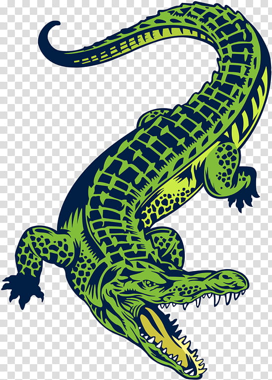 Alligator, Crocodile, Reptile, Alligators, Sticker, Drawing, Poster, Wall Decal transparent background PNG clipart