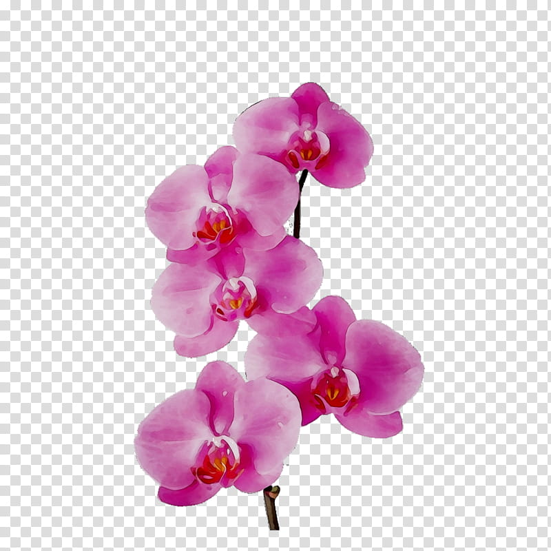 Pink Flower, Moth Orchids, Cut Flowers, Petal, Pink M, Plant, Violet, Purple transparent background PNG clipart