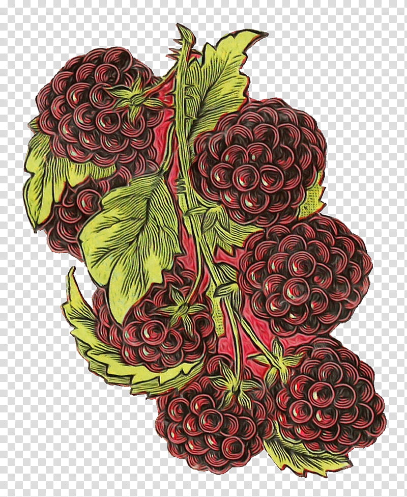 fruit berry plant loganberry seedless fruit, Watercolor, Paint, Wet Ink, Blackberry, Food, Rubus, Accessory Fruit transparent background PNG clipart