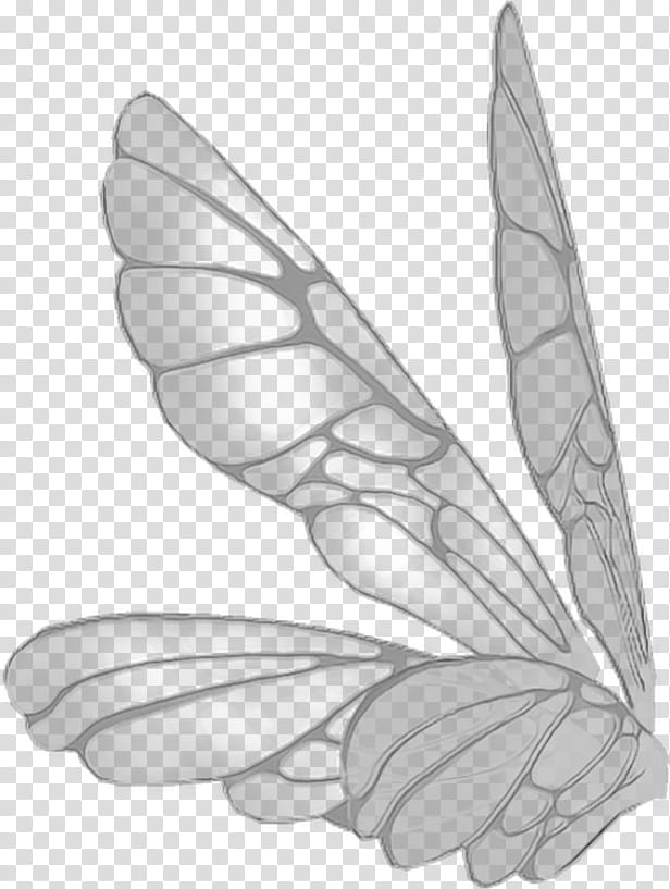 Feather, White, Wing, Leaf, Arm, Line Art, Moths And Butterflies, Plant transparent background PNG clipart