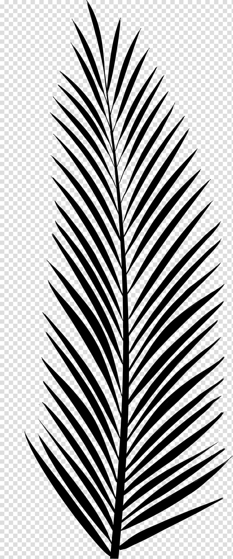 Pine Tree Silhouette, Palm Trees, Leaf, Vascular Plant, Fir, Maple, Drawing, Blue Spruce transparent background PNG clipart