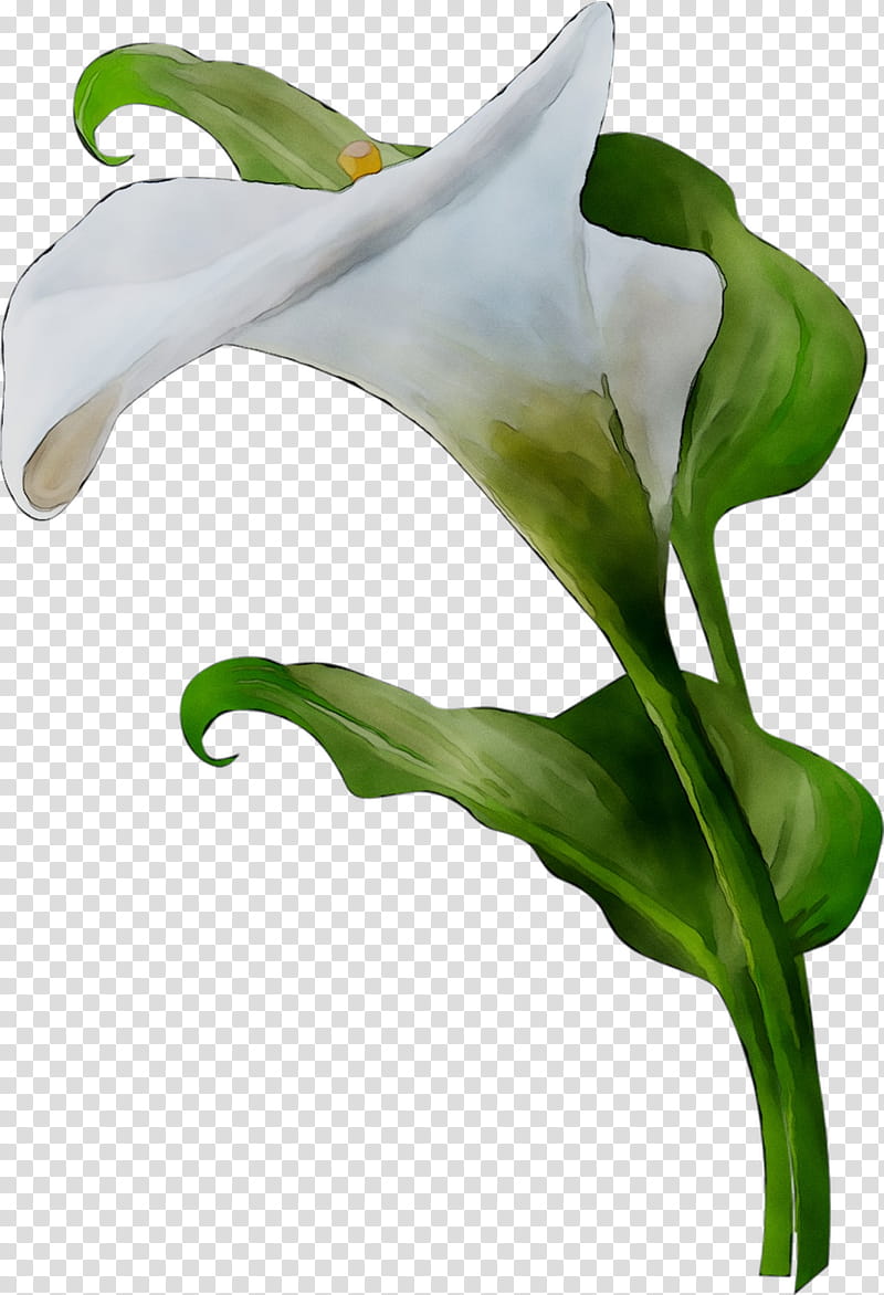 White Lily Flower, Arum Lilies, Leaf, Plant Stem, Plants, Lily M, Giant White Arum Lily, Alismatales transparent background PNG clipart