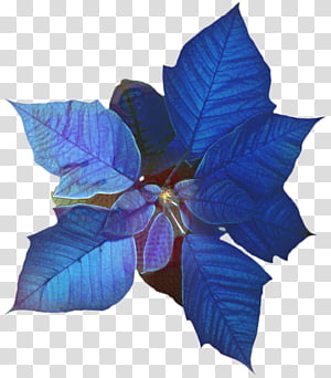 Plants, Petal, Leaf, Flower transparent background PNG clipart thumbnail