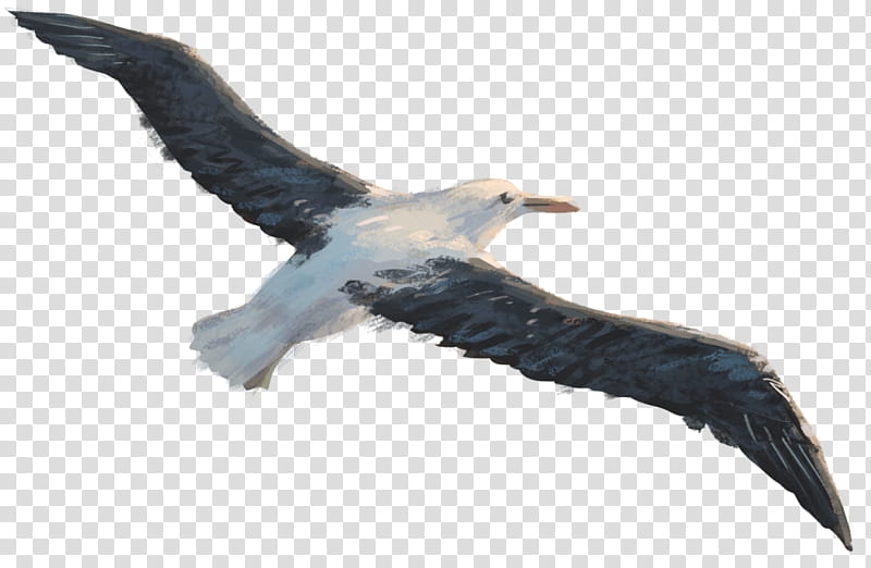 Sea Bird, Eagle, Potton Burton, Albatross, Bird Flight, Seabird, Gulls, Vulture transparent background PNG clipart