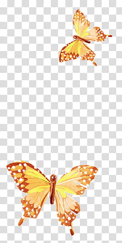 two orange butterflies transparent background PNG clipart