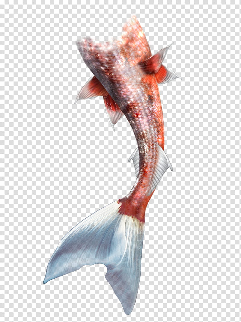 colas, red and gray fish tail transparent background PNG clipart
