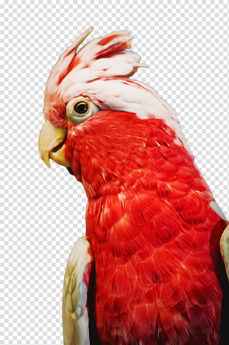 Feather, Bird, Beak, Parrot, Red, Macaw, Comb, Wing transparent background PNG clipart