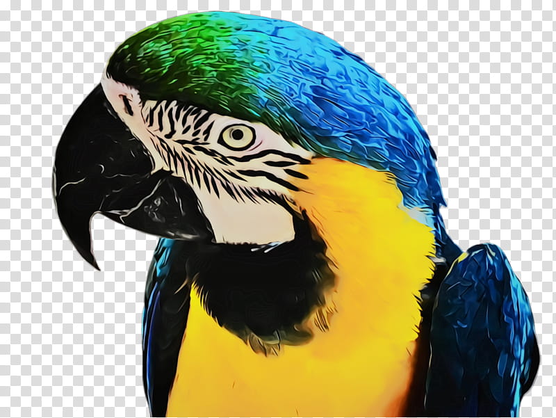 bird macaw beak parrot parakeet, Watercolor, Paint, Wet Ink, Budgie transparent background PNG clipart