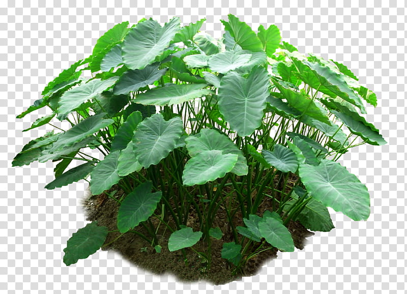 Colocasia, green taro plants transparent background PNG clipart