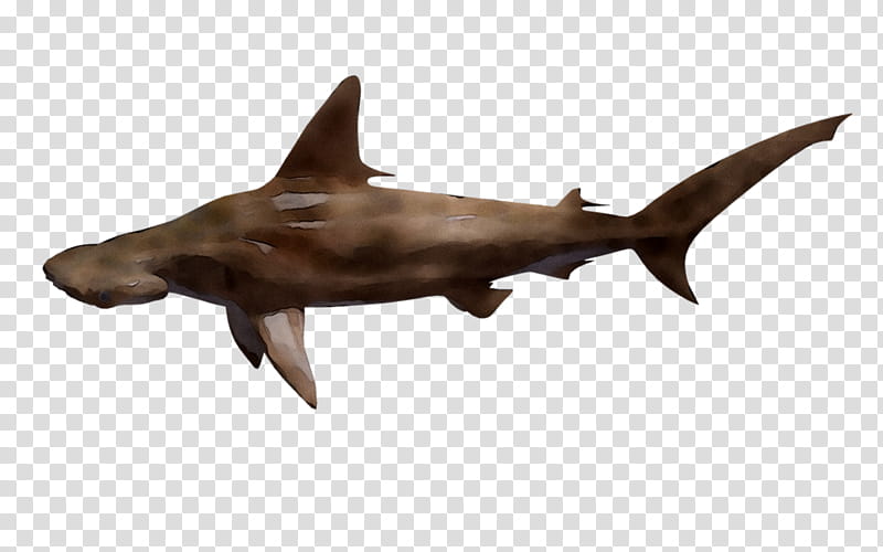 Great White Shark, Fish, Cartilaginous Fish, Fin, Animal Figure, Cretoxyrhina, Requiem Shark, Carcharhiniformes transparent background PNG clipart