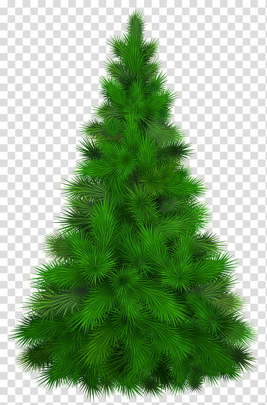 Christmas Tree White, Pine, Fir, Mediterranean Cypress, Eastern White Pine, Logo, Pine Family, Spruce transparent background PNG clipart