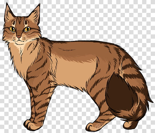 Dog And Cat, Maine Coon, Manx Cat, Whiskers, Somali Cat, Wildcat, Raccoon, Paw transparent background PNG clipart