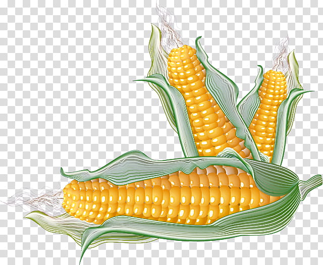 corn corn kernels corn on the cob sweet corn vegetable, Vegetarian Food, Yellow, Cuisine transparent background PNG clipart