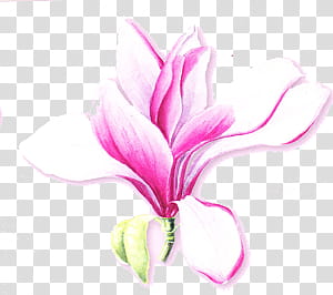 x flower s, pink and white flower illustration transparent background PNG clipart