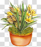 s, yellow tulip flowers in pot illustration transparent background PNG clipart