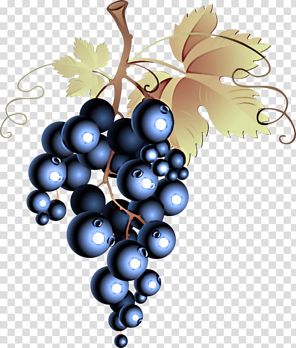 grape fruit grapevine family berry plant, Seedless Fruit, Vitis, Leaf, Grape Leaves transparent background PNG clipart
