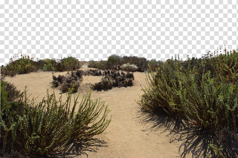 Sand Dunes DSC  transparent background PNG clipart