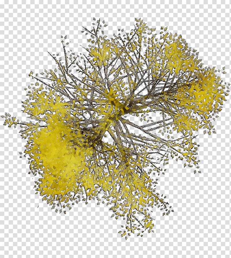 Mimosa Flower, Yellow, Plant, Tree, Branch, Asafoetida, Goldenrod, Perennial Plant transparent background PNG clipart