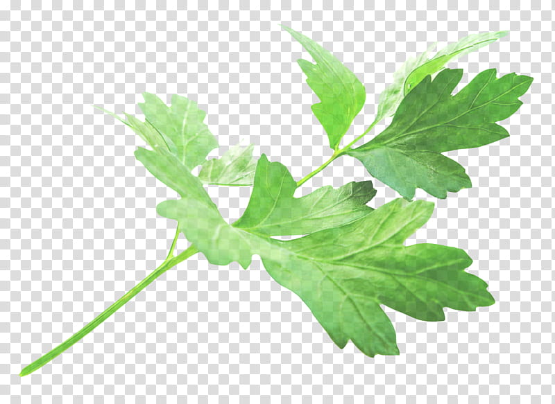 Parsley, Leaf, Flower, Plant, Flowering Plant, Plane, Herb, Leaf Vegetable transparent background PNG clipart