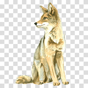 various IX, red fox illustration transparent background PNG clipart