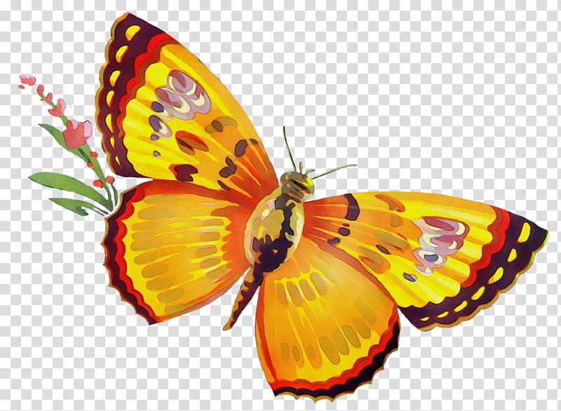 Orange, Watercolor, Paint, Wet Ink, Moths And Butterflies, Butterfly, Cynthia Subgenus, Insect transparent background PNG clipart
