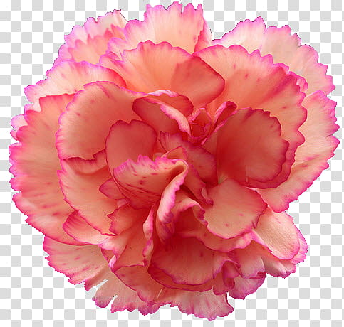 Carnation , pink carnation flower transparent background PNG clipart