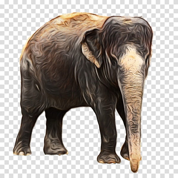 Indian Elephant, African Bush Elephant, African Forest Elephant, Animal, Asian Elephant, Elephants, African Elephant, Wildlife transparent background PNG clipart