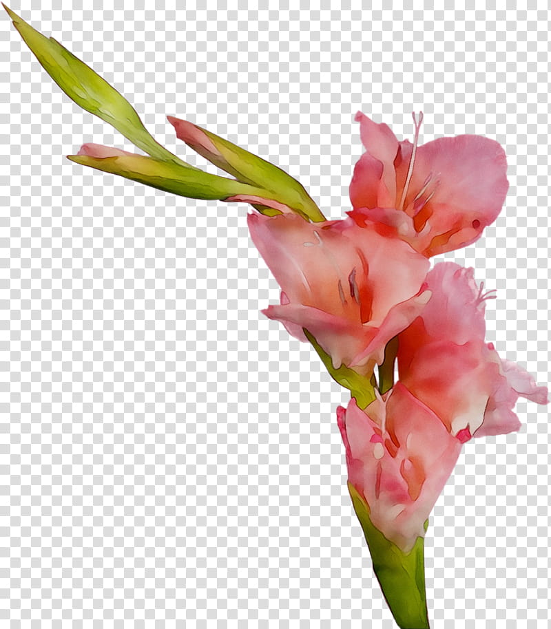 Pink Flower, Gladiolus, Cut Flowers, Plant Stem, Bud, Canna, Pink M, Plants transparent background PNG clipart