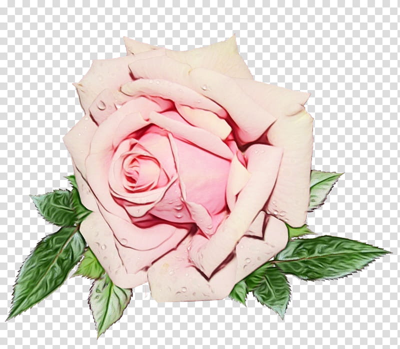 Pink Flower, Garden Roses, Cabbage Rose, Cut Flowers, Gardenia, Floral Design, Flower Bouquet, Petal transparent background PNG clipart