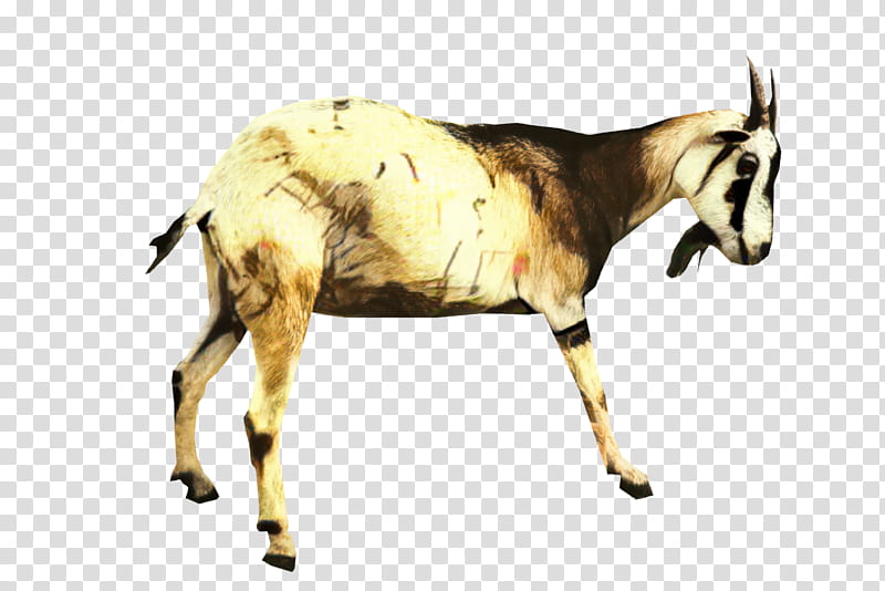 Goat, Cattle, Donkey, Animal, Goats, Wildlife, Goatantelope, Cowgoat Family transparent background PNG clipart
