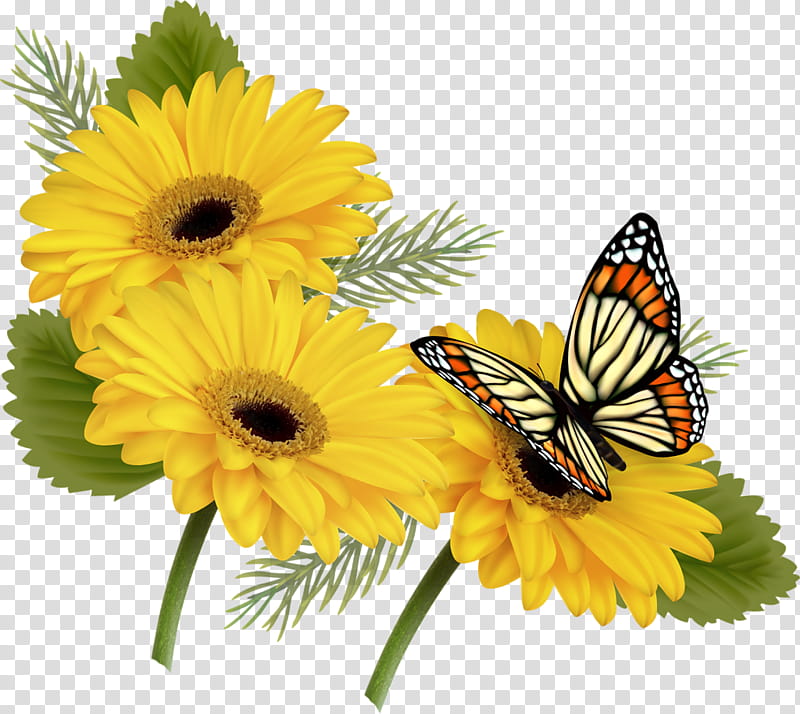 Flower Borders, Butterfly, BORDERS AND FRAMES, Monarch Butterfly, Vase, Cut Flowers, Lepidoptera, Moths And Butterflies transparent background PNG clipart